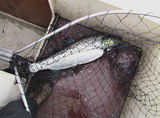 И вот настало время лососевой рыбалки на Онежском озере..