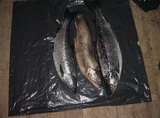 Вот весь улов с первой троллинговой рыбалки: 2 достойных лосося, одна палия, еще несколько рыбин было отпущено по причине их малых размеров.