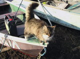 А кот все бродил вокруг лодки в ожидании рыбы! :))