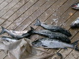 Лососевый улов ребят из Москвы, приехавших знакомиться с рыбалкой на Онежском озере, начало июня 2006.