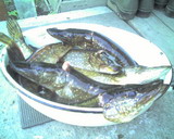 Один из первых уловов щуки в сезоне (каждая рыбина не меньше 1 кг!), река Шуя, начало июня 2006