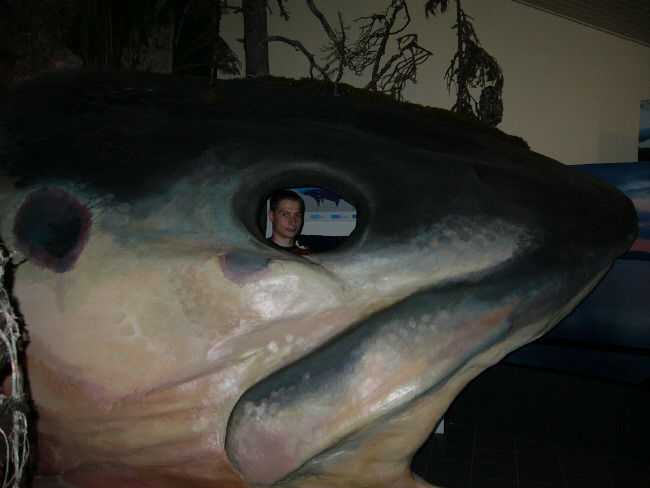 В музее с громадной рыбой!